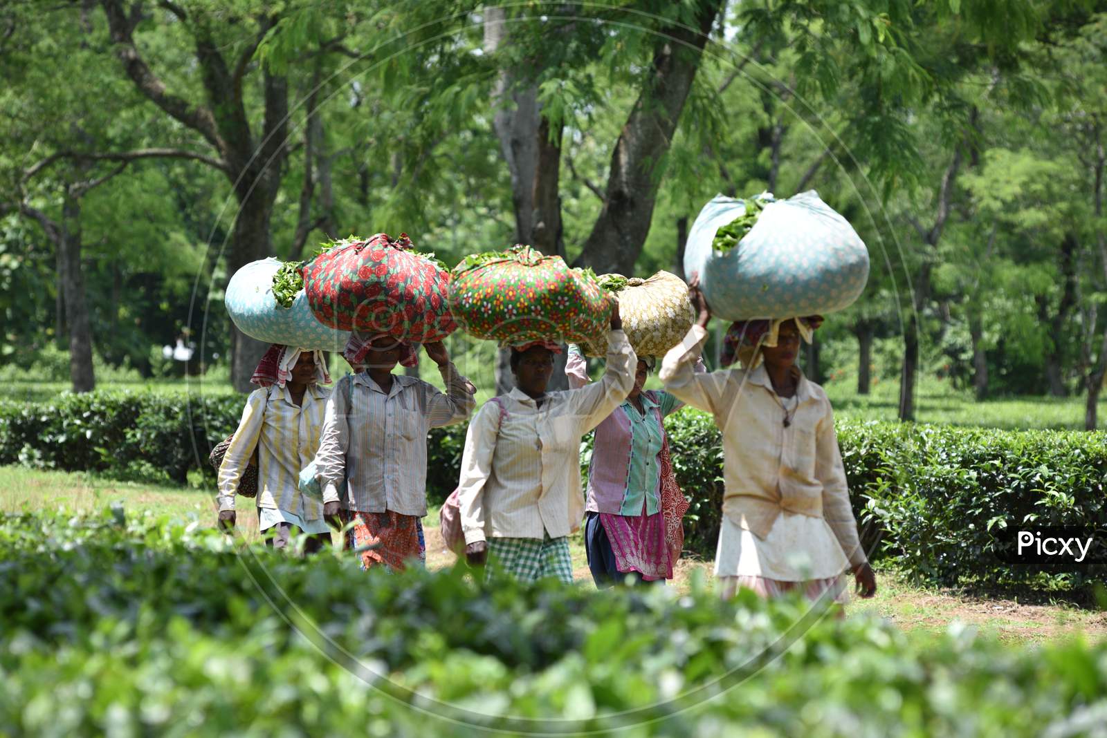 image-of-tea-plantation-workers-carrying-freshly-plucked-tea-leaflets