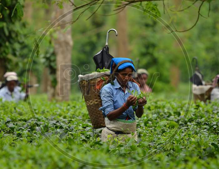 image-of-tea-plantation-workers-in-assam-tea-gardens-ym353268-picxy