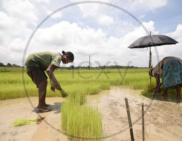 Farmers Working In Paddy Harvesting Fields In Assam