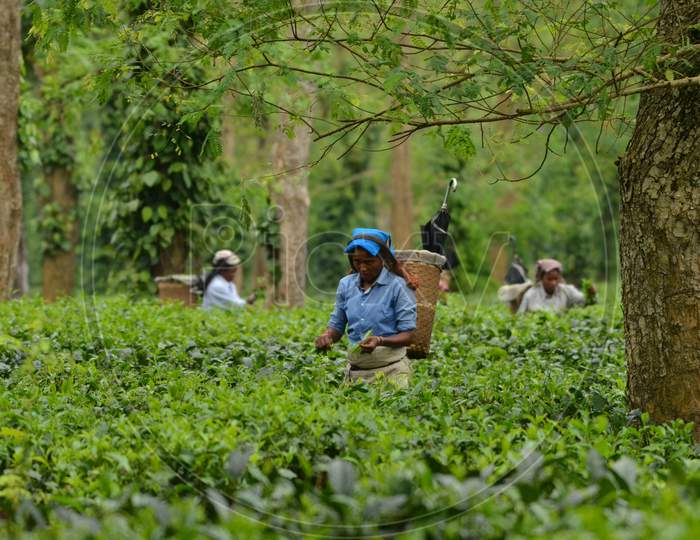 Tea Plantation Workers In Assam Tea Gardens