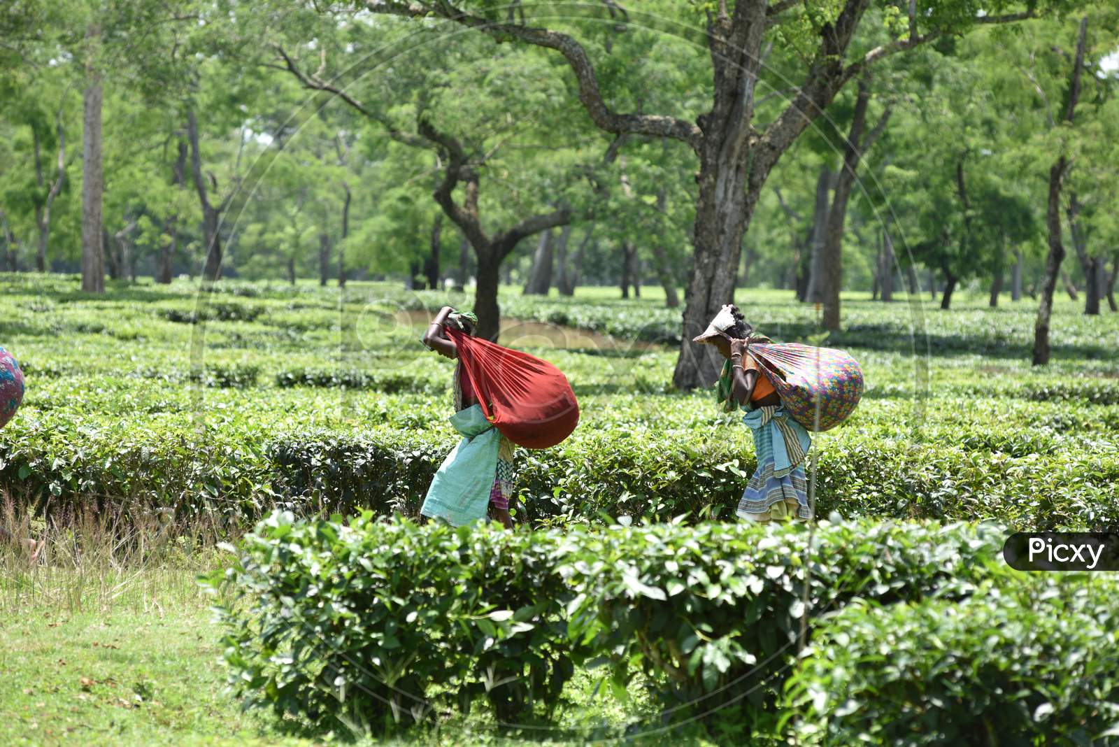 Tea Plantation Workers Collecting Tea Leafs From Gardens In Nagaon, Assam
