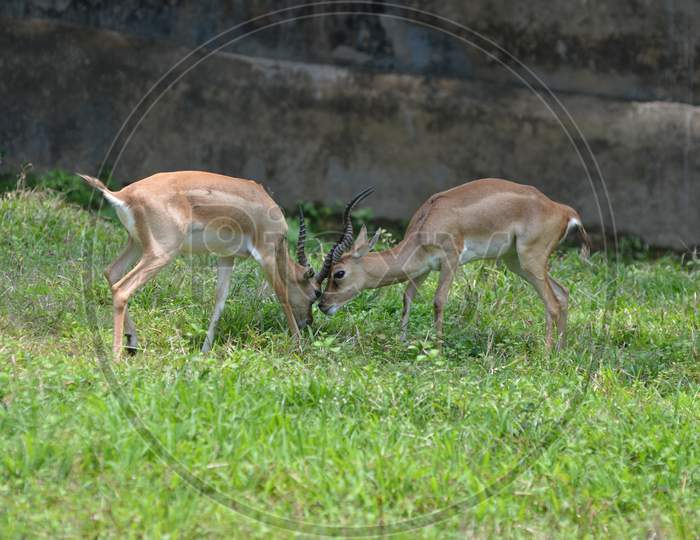 Horned Deer In Guwahati Zoo