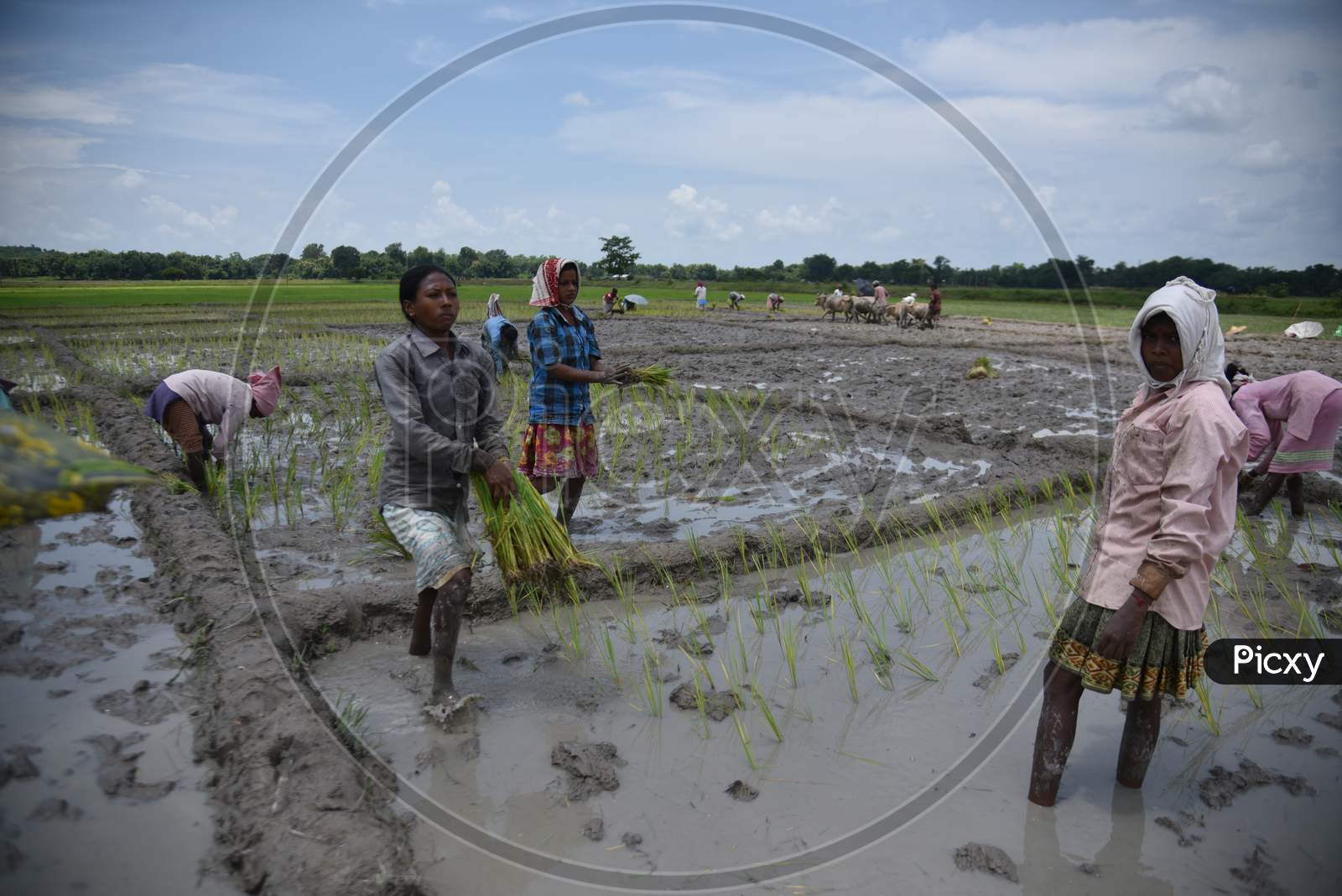 Farmers Working In Paddy Harvesting Fields in Nagaon, Assam