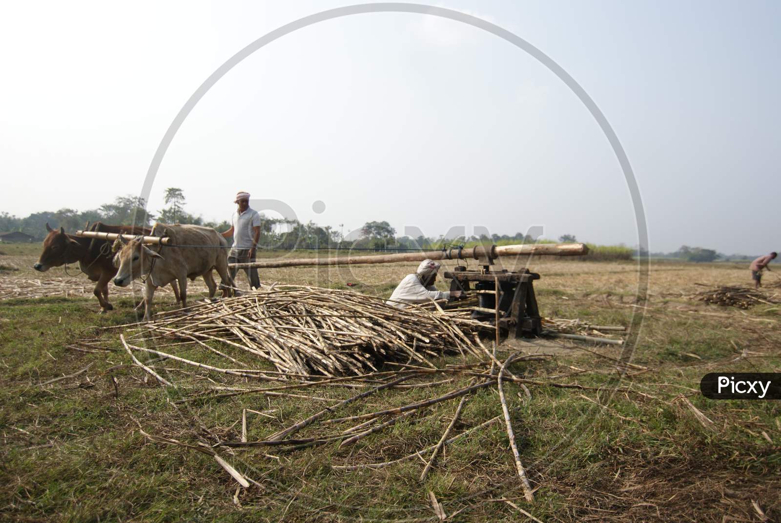 image-of-indian-farmers-prepare-to-extract-sugarcane-juice-in-the