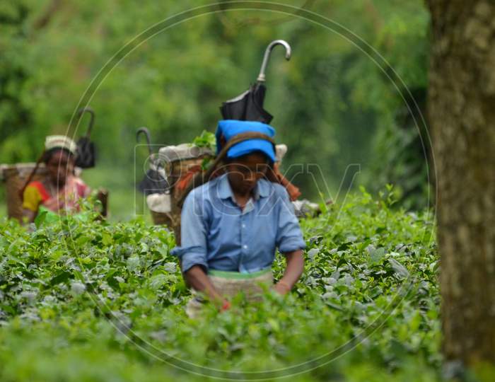 Tea Workers Plucking Tea Leafs In Assam Tea Plantations