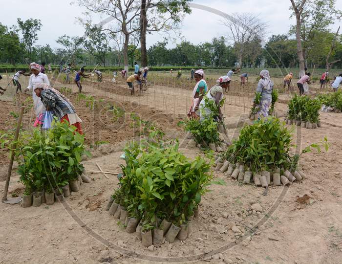 Workers Planting  New  Tea Gardens in Assam Plantations