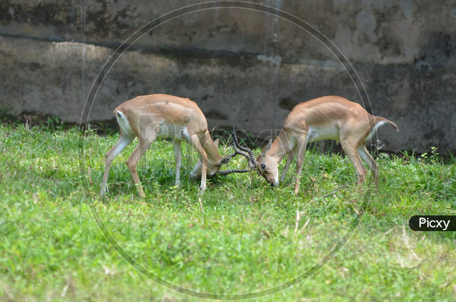 Horned Deer In Guwahati Zoo