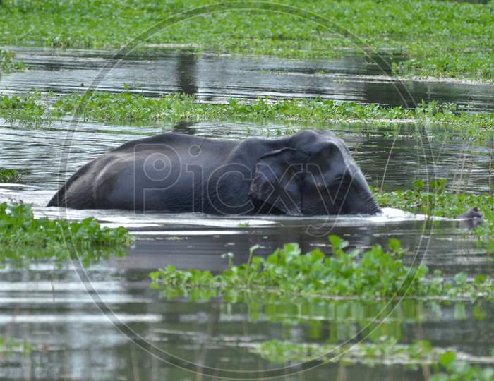 Elephant In Lake Water At Kaziranga National Park