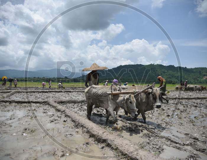 Farmers Ploughing Paddy Fields With Bullocks in traditional Way At Nagaon, Assam