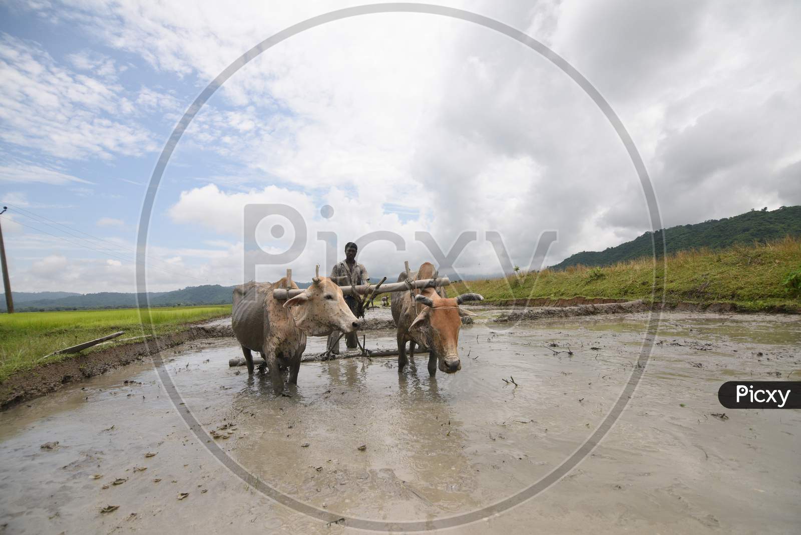 Farmer Working on Paddy Fields With Bulls Cart Ploughing the Wet Fields