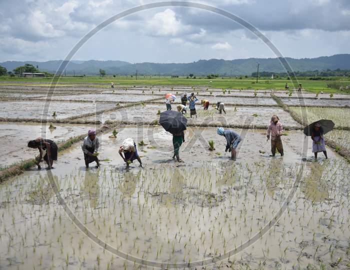Farmers Planting Paddy Plant Saplings In Paddy Fields On Nagaon, Assam