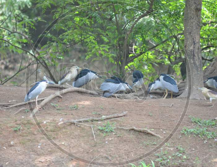Perching Bird Flock under Tree in Zoo