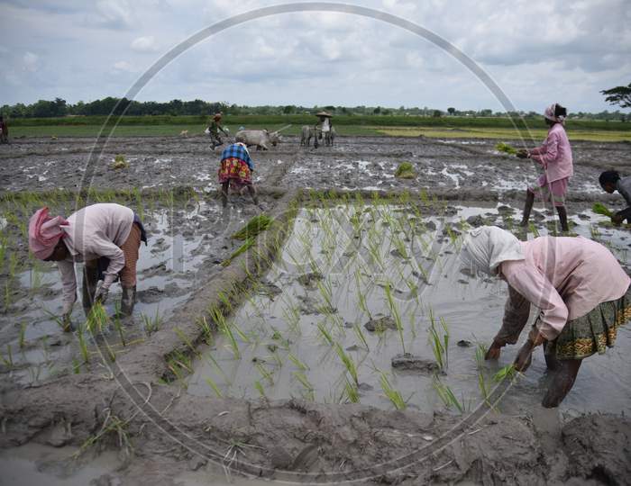 Farmers Working In Paddy Harvesting Fields in Nagaon, Assam