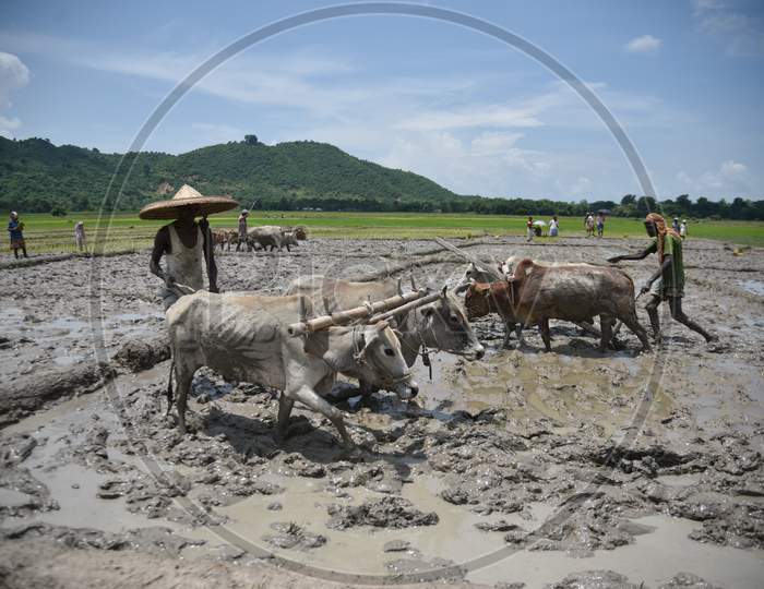 Farmers Ploughing  The wet Paddy Fields For Harvesting With Bullocks in Traditional Way At Nagaon, Assam