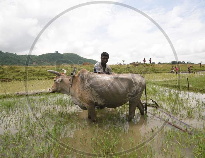 Farmer Ploughing Wet Paddy Field With Bullocks In Assam