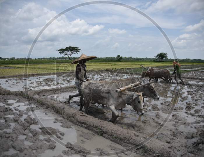 Farmers Ploughing Paddy Fields With Bullocks in traditional Way At Nagaon, Assam