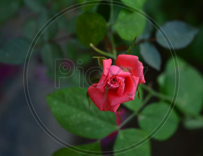Red rose with green background. Good for new year Post, valentine's day post, romantic post.