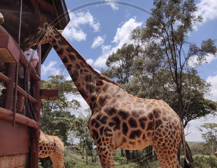 A Giraffe  in a Zoo