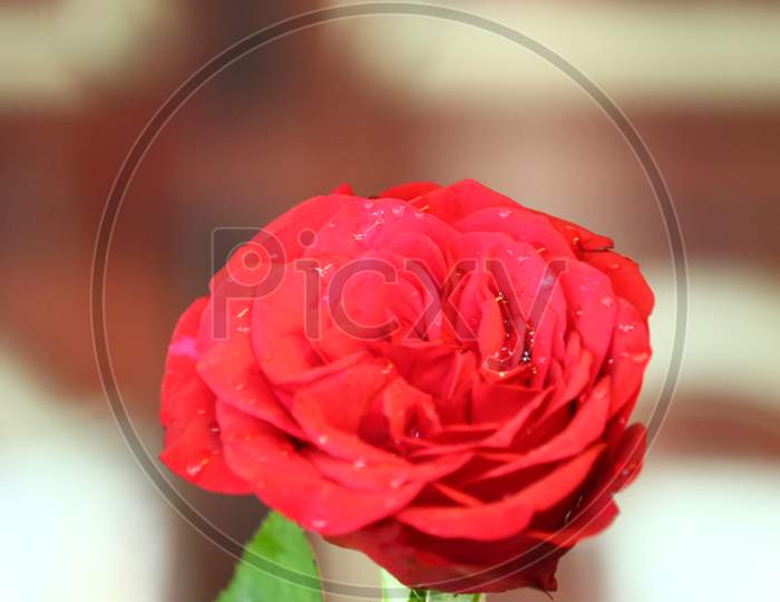 Fresh Dark Red Roses