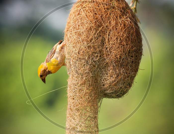 Barbet Bird At Nest