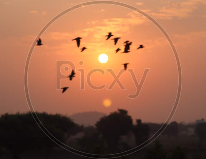Birds Flying On Meadow Autumn Sunrise