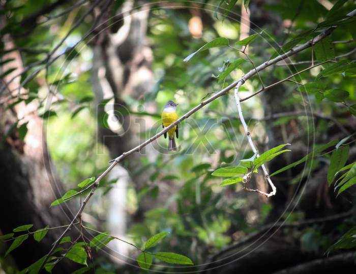 Barbet Bird   In Forest