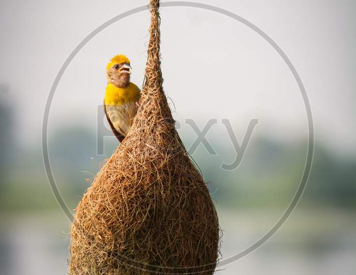 Bird In a Nest