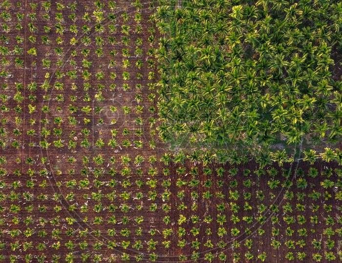 Aerial Shot of Betel Nut Trees