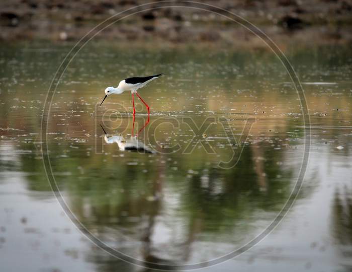 Bird In a Lake With Its Reflection