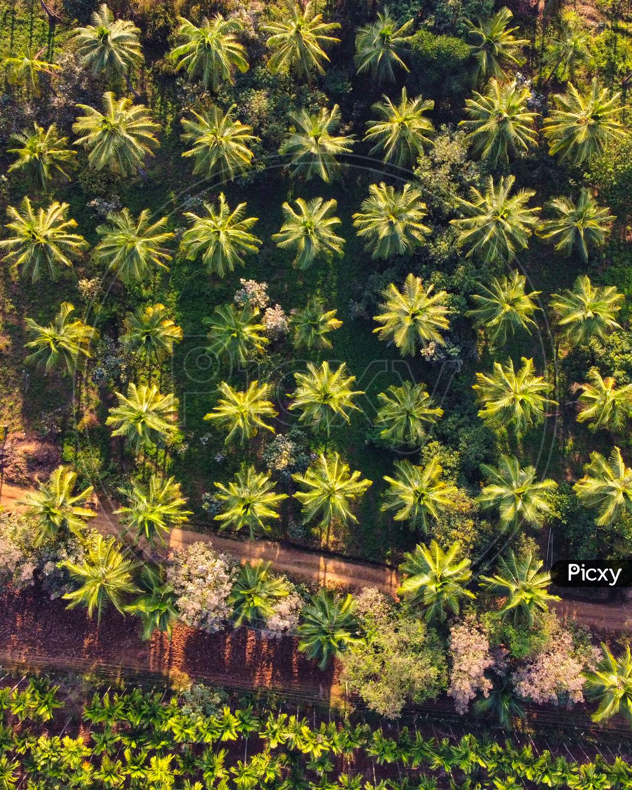 Aerial Shot of Coconut Trees