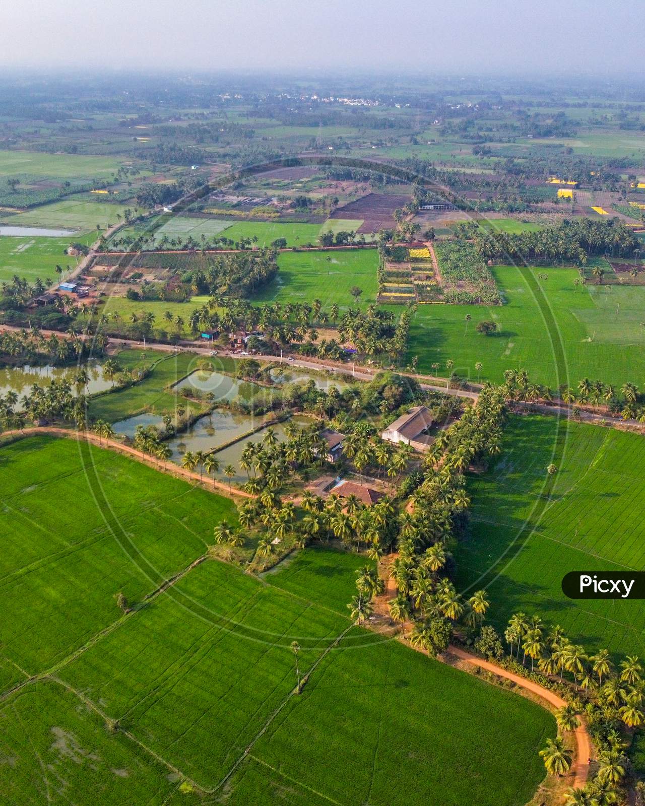 Aerial Shot of paddy fields in east godavari