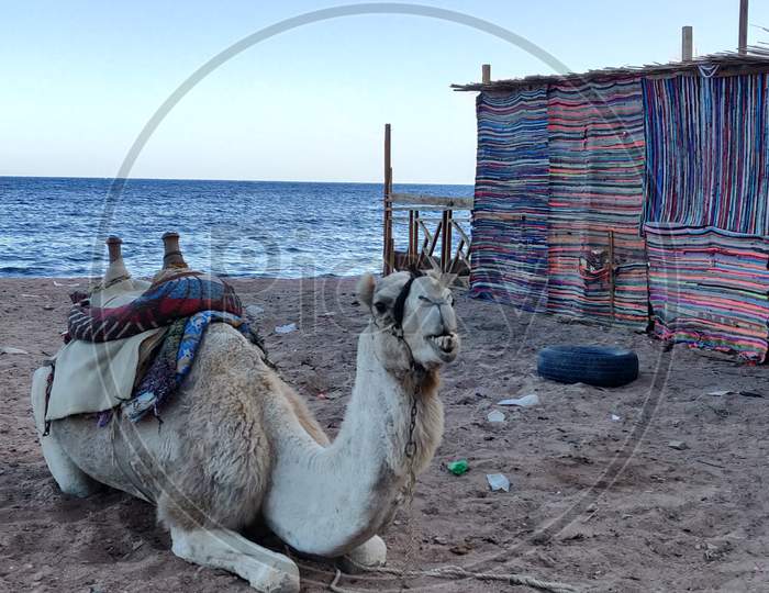 A Camel in an Beach in Egypt