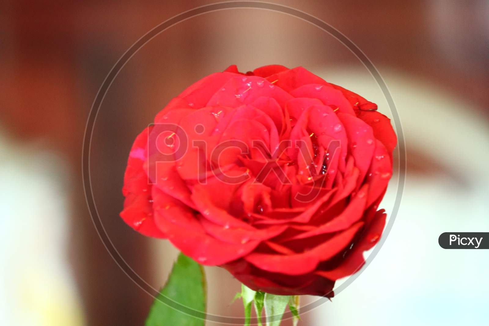 A Red Rose Flower