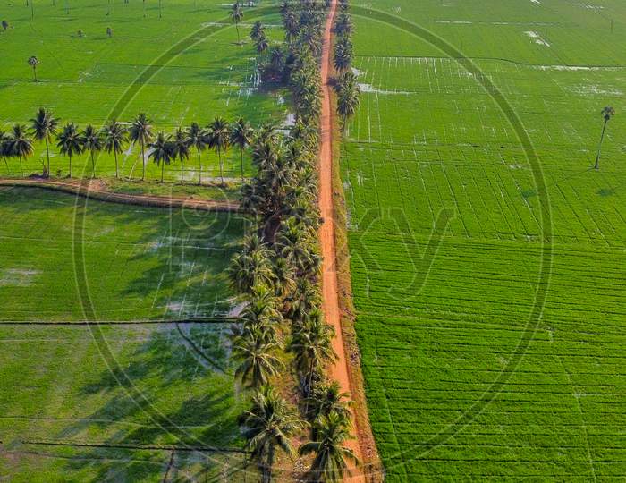 Aerial Shot of paddy fields in east godavari