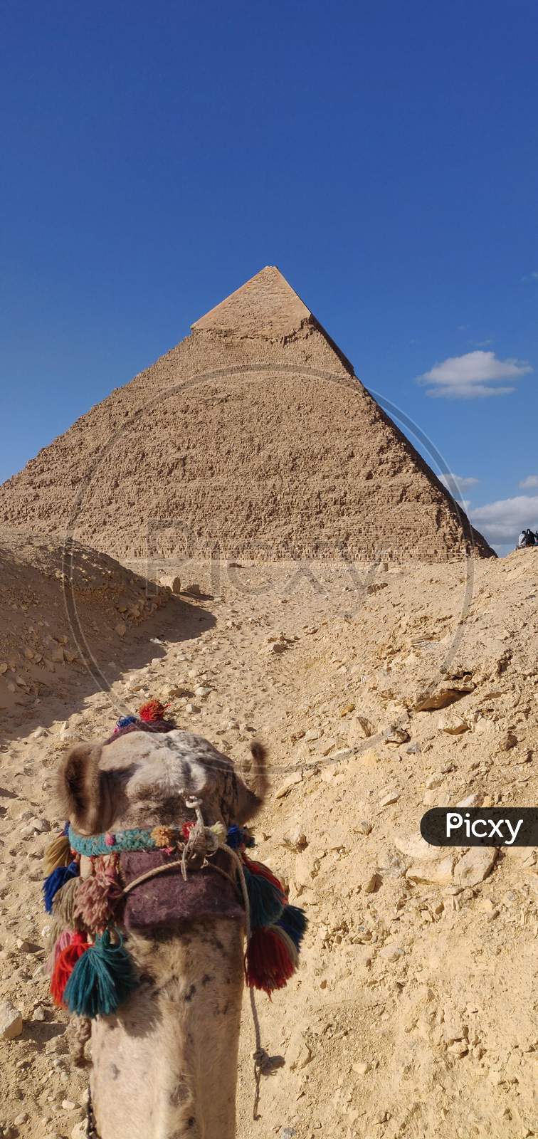A Camel With Giza Pyramid in Background In Egypt