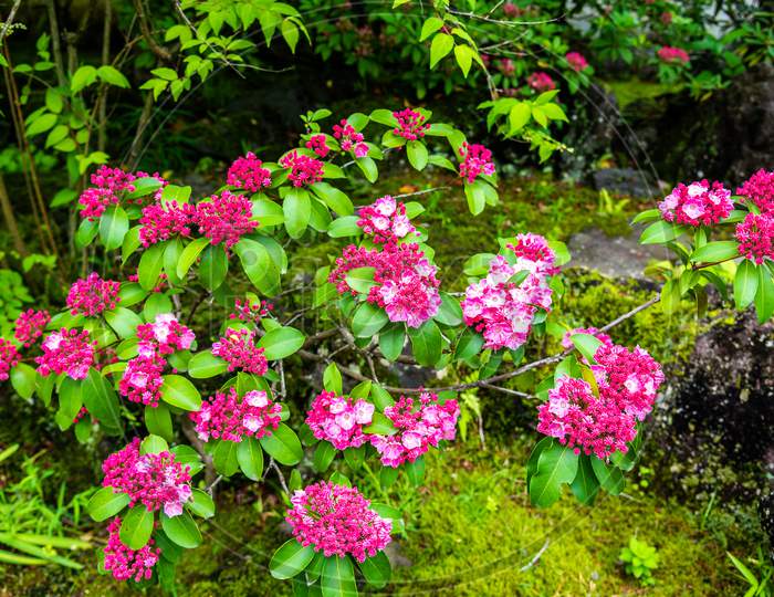 Cherry Blossom In Koko-En Garden - Himeji