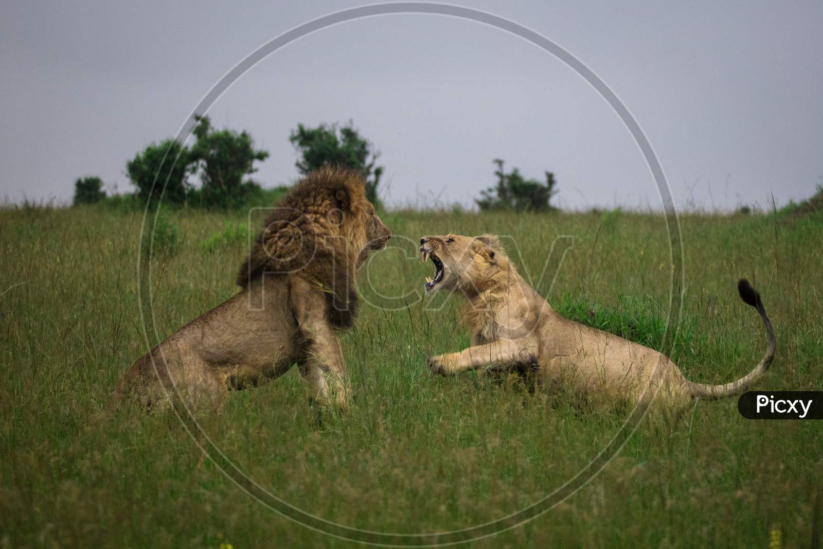 Lion And Lioness Quarreling In an Grass Fields Before Making Love