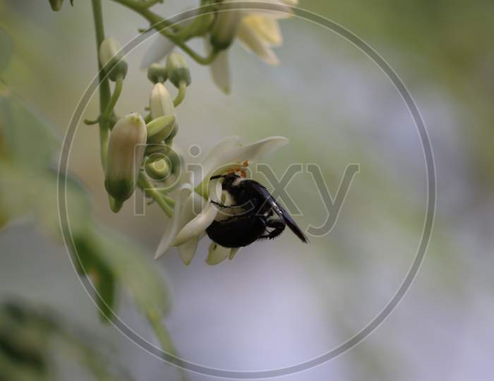 Black Wasp Resting On Saga White Flowers With Blurry Background