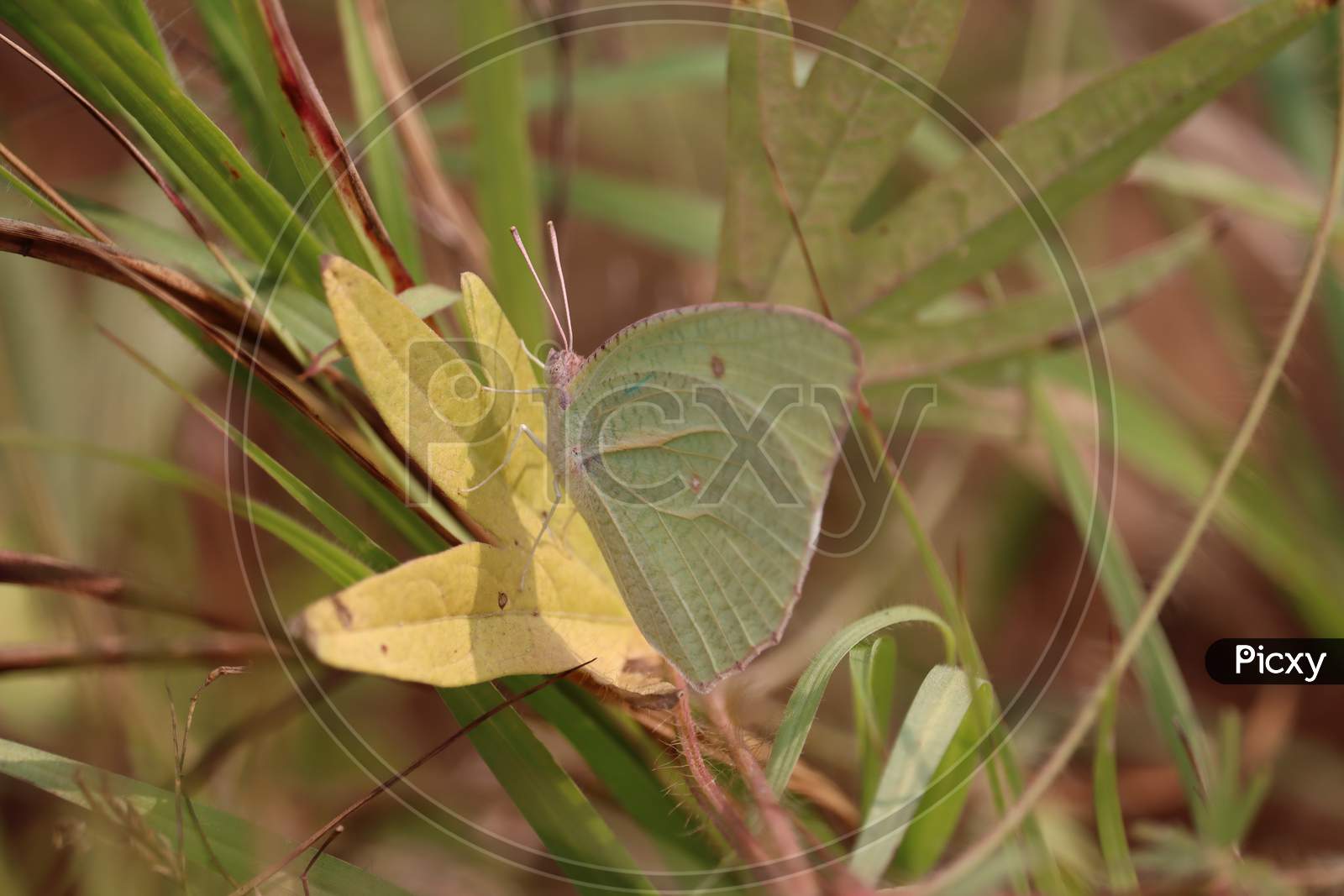 A Butterfly On Leaf In Jungle The Beauty Of Nature