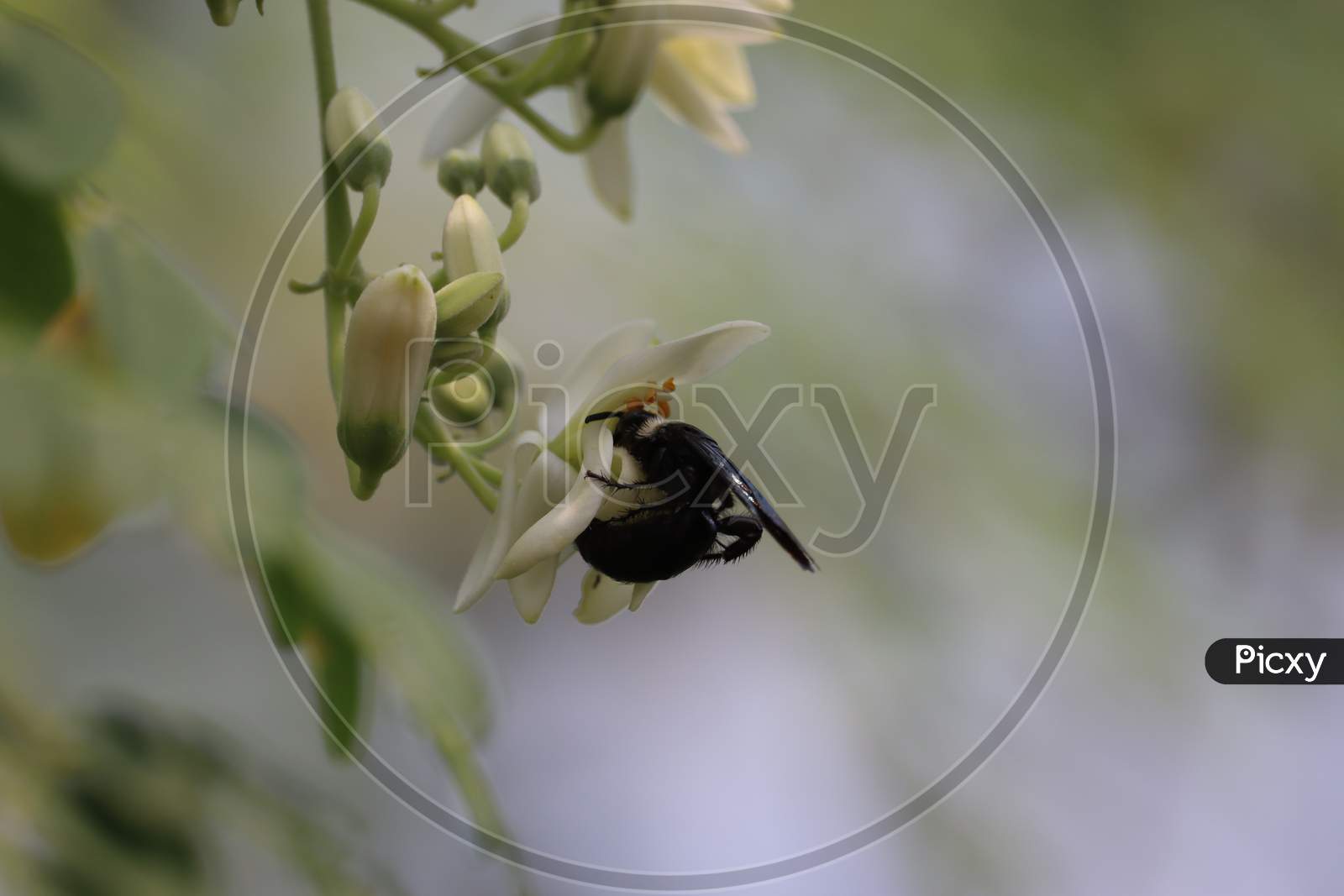 Black Wasp Resting On Saga White Flowers With Blurry Background