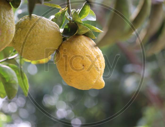 Lime Citrus Fruits On Tree Branch