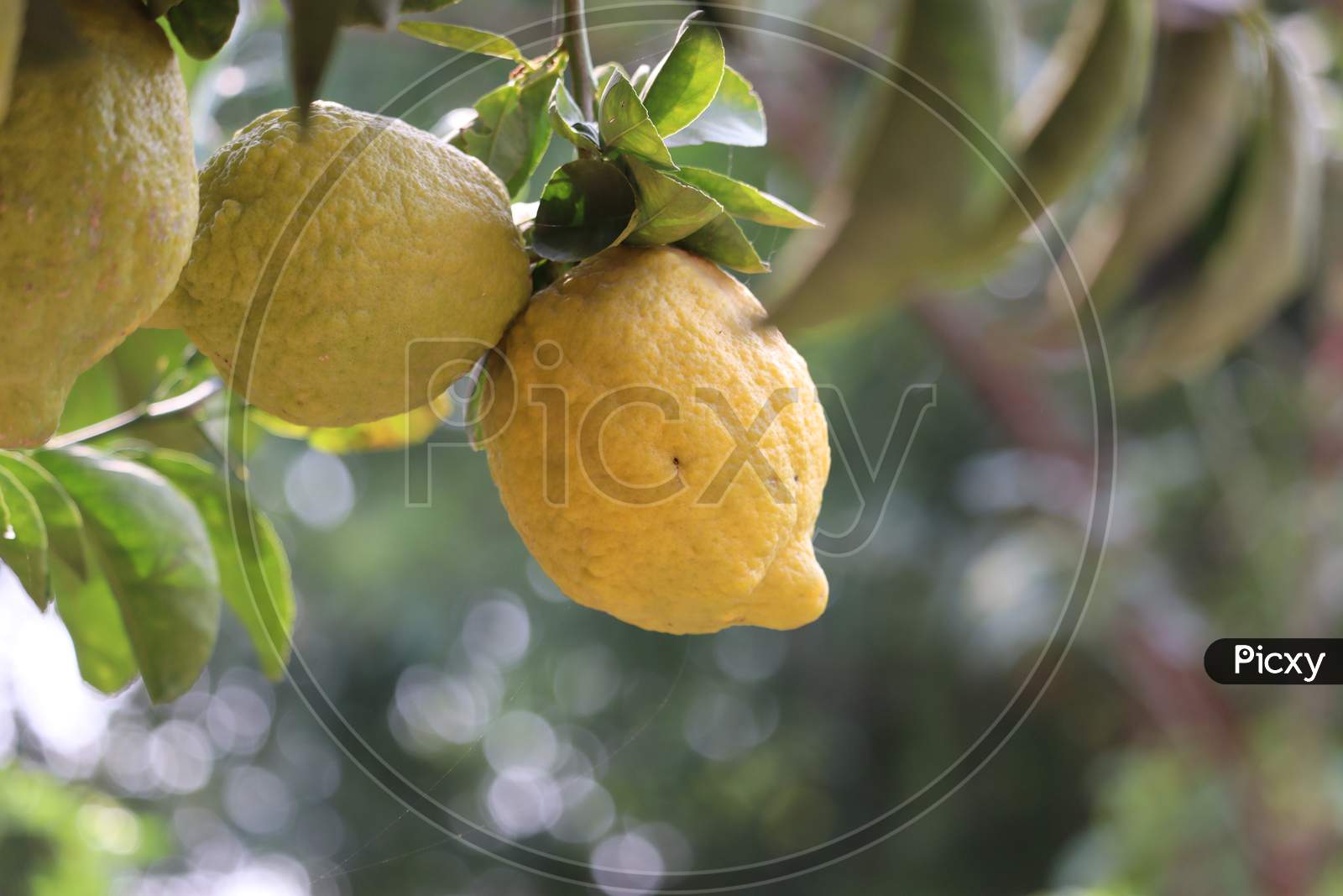 Lime Citrus Fruits On Tree Branch