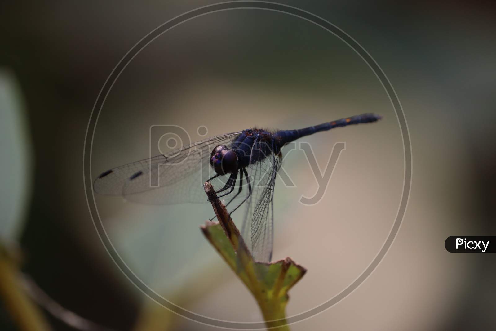 Black Dragonfly On Wood Macro View. Dragonfly Profile