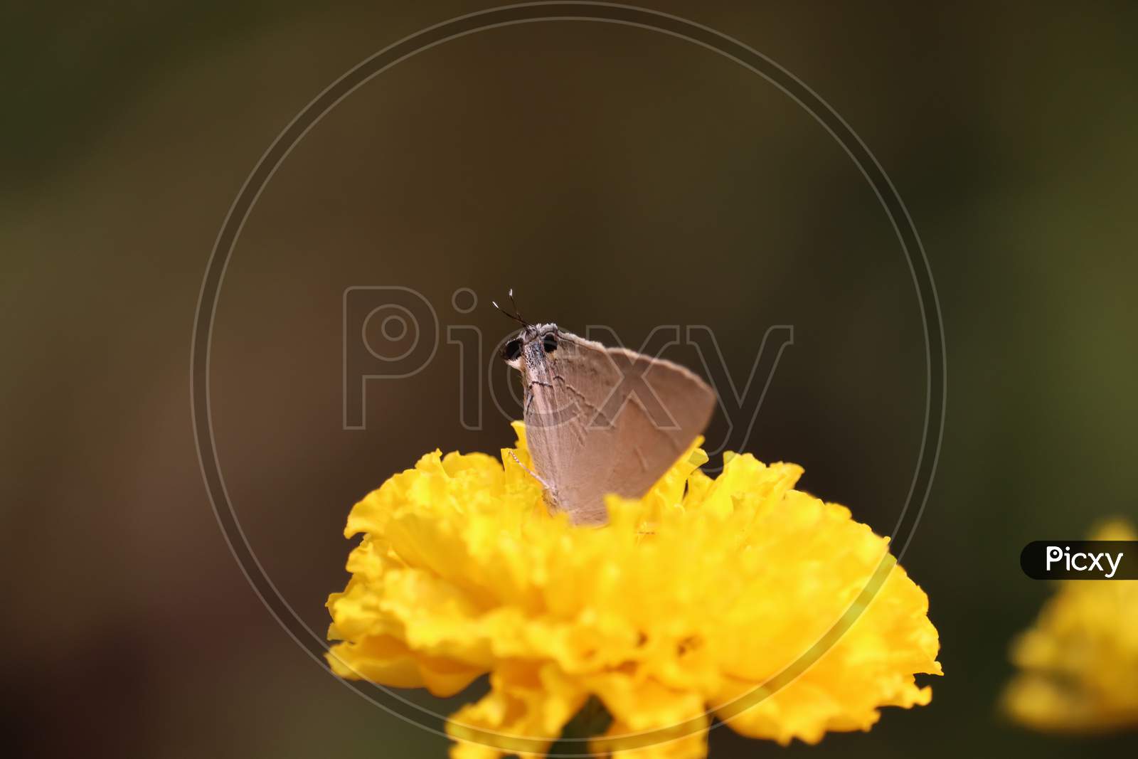 Butterfly On Marigold Flower In Jungle The Beauty Of Nature