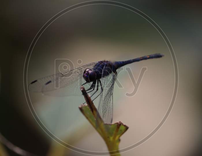 Black Dragonfly On Wood Macro View. Dragonfly Profile