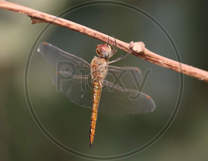 Dragonfly On Wood Macro View. Dragonfly Profile. Dragonfly Macro View. Dragonfly