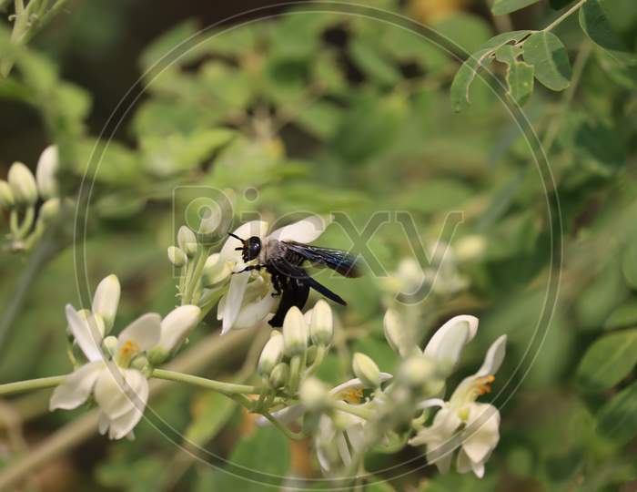 Black Wasp Resting On Saga White Flowers