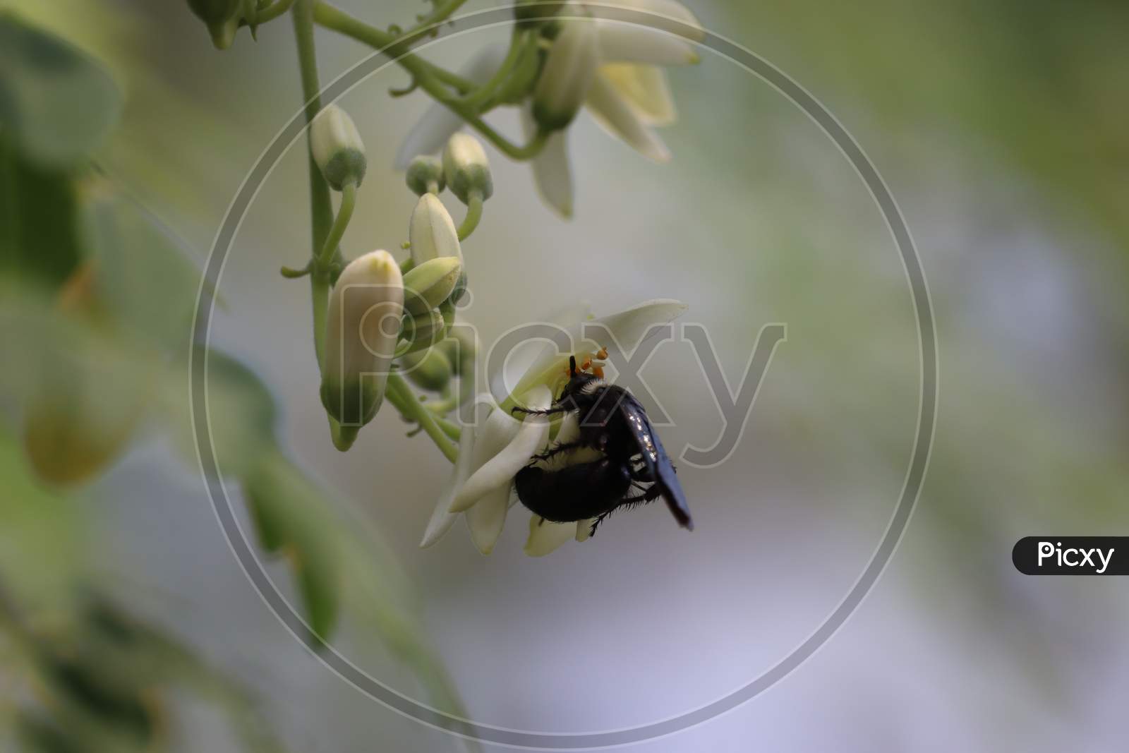 A Black Wasp Resting On Saga White Flowers