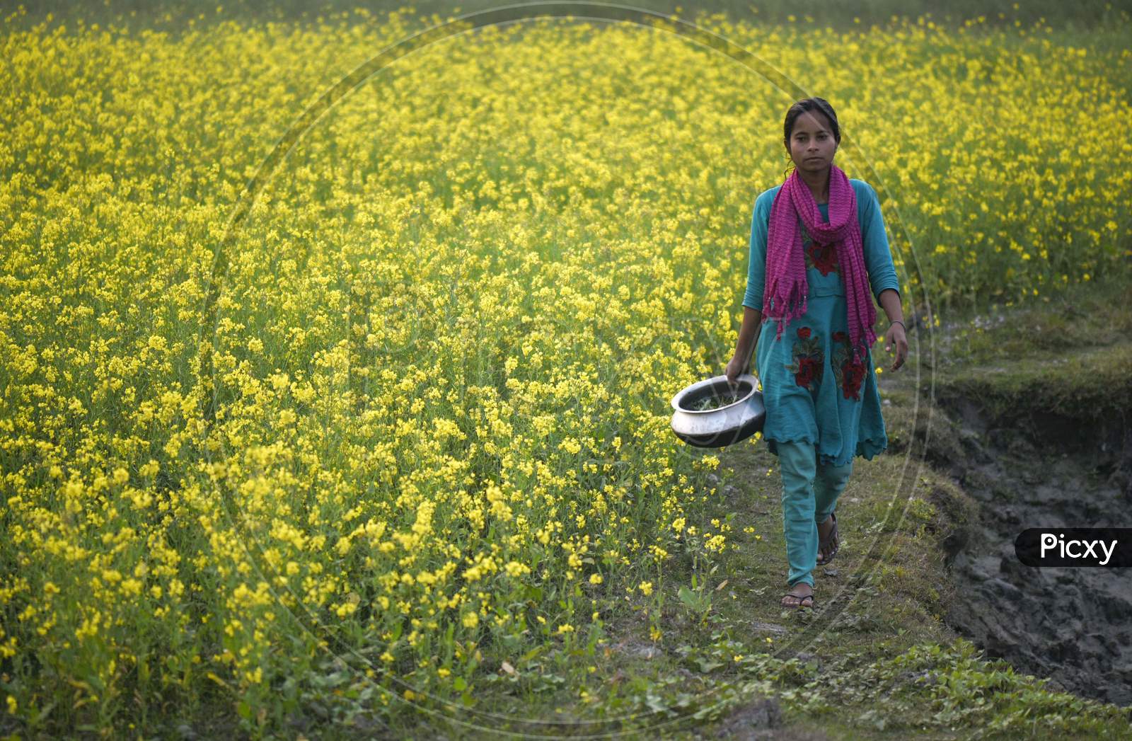 A Girl Walking After Work Next In A Mustard Field, At Kayakuchi Village, In Barpeta District Of Assam