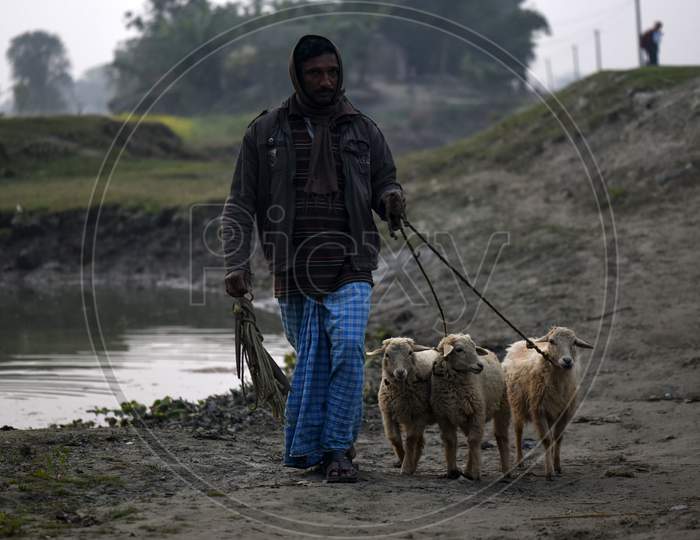 A Man Returning His Goats After Grazing, At Kayakuchi Village, In Barpeta District Of Assam